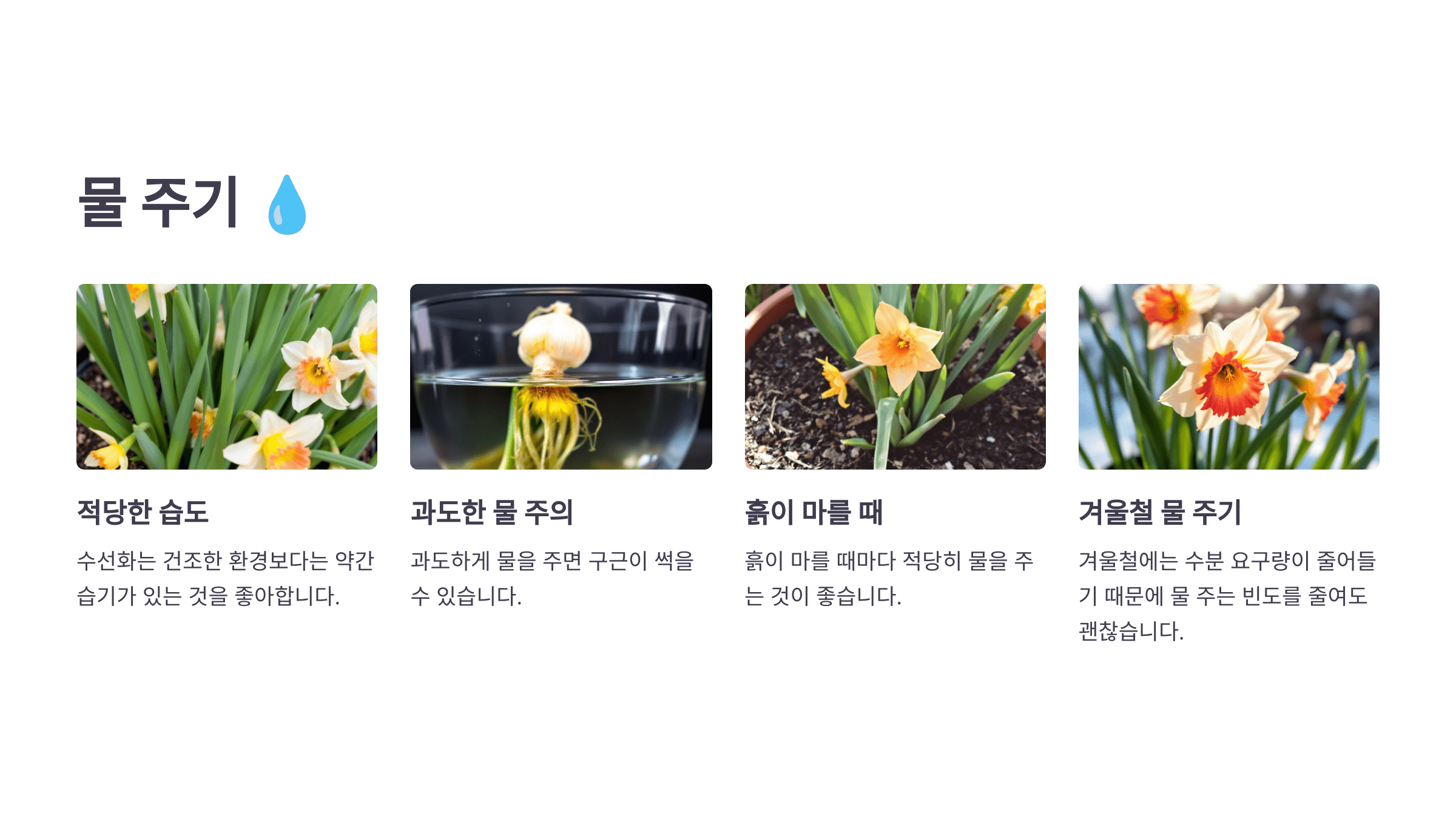 수선화 사진입니다.