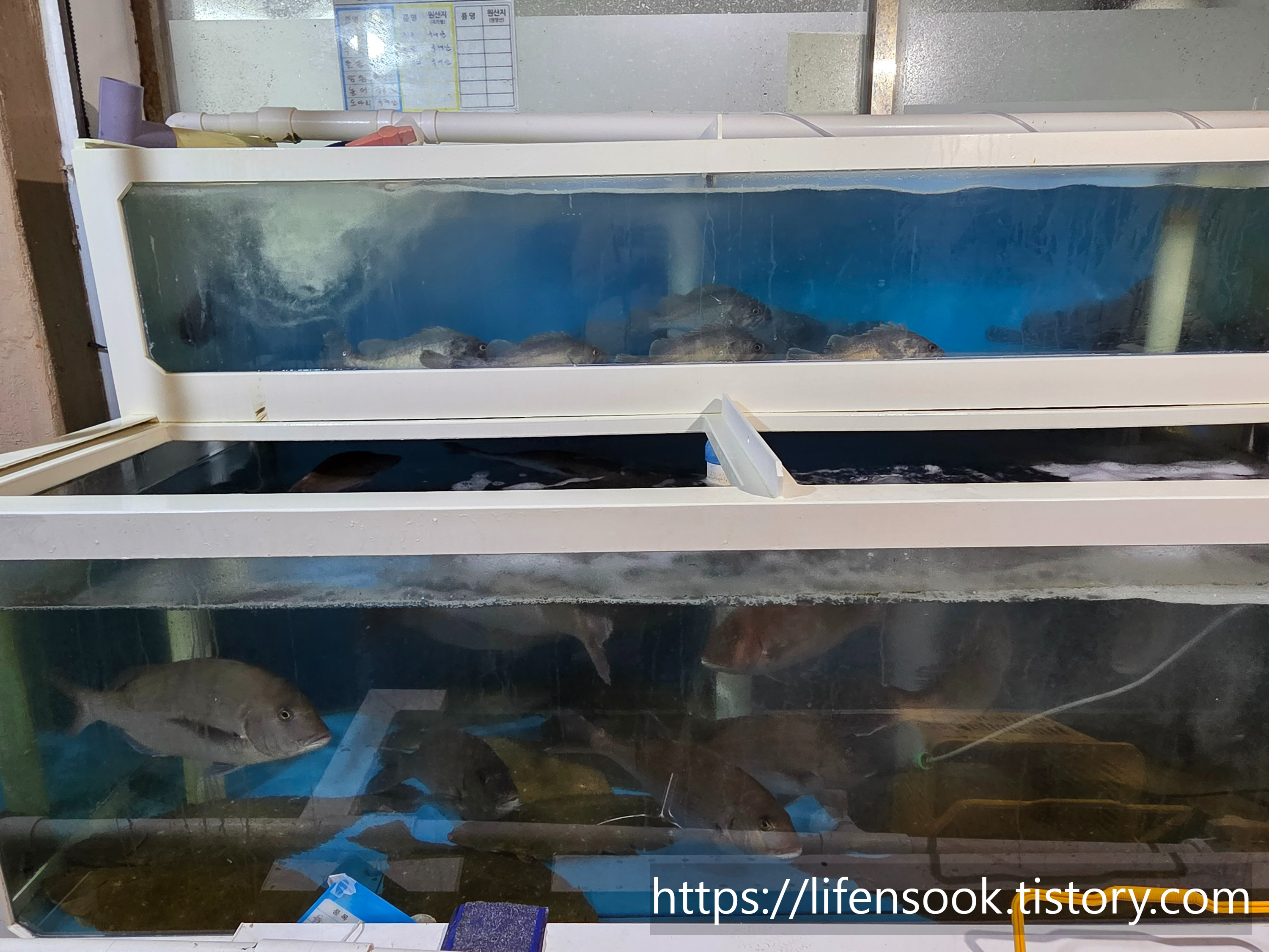 바닷가횟집 수족관 2