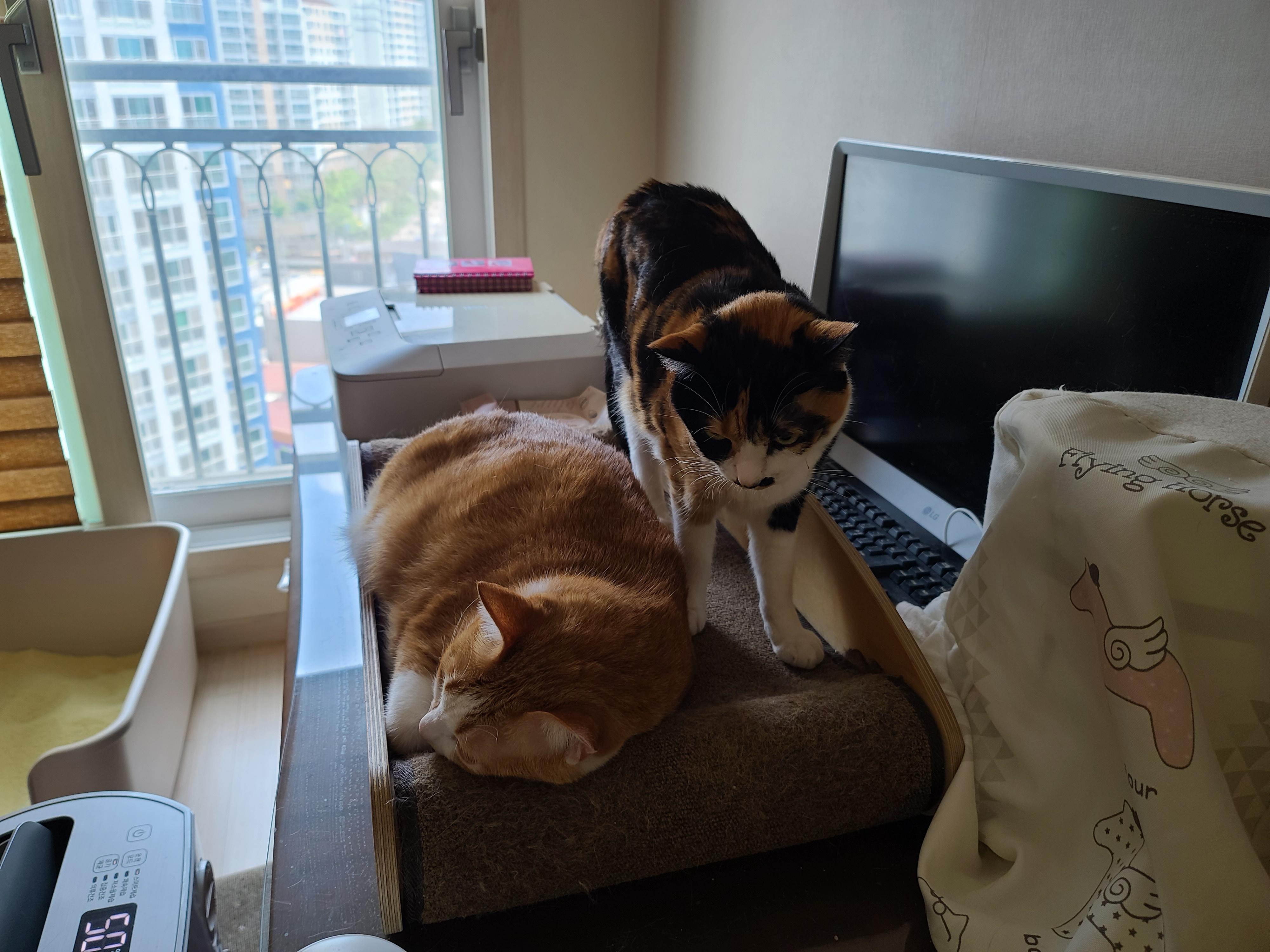 호야랑 다다는 사이좋은 고양이커플이다.