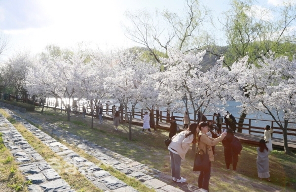 벚꽃 개화시기 축제