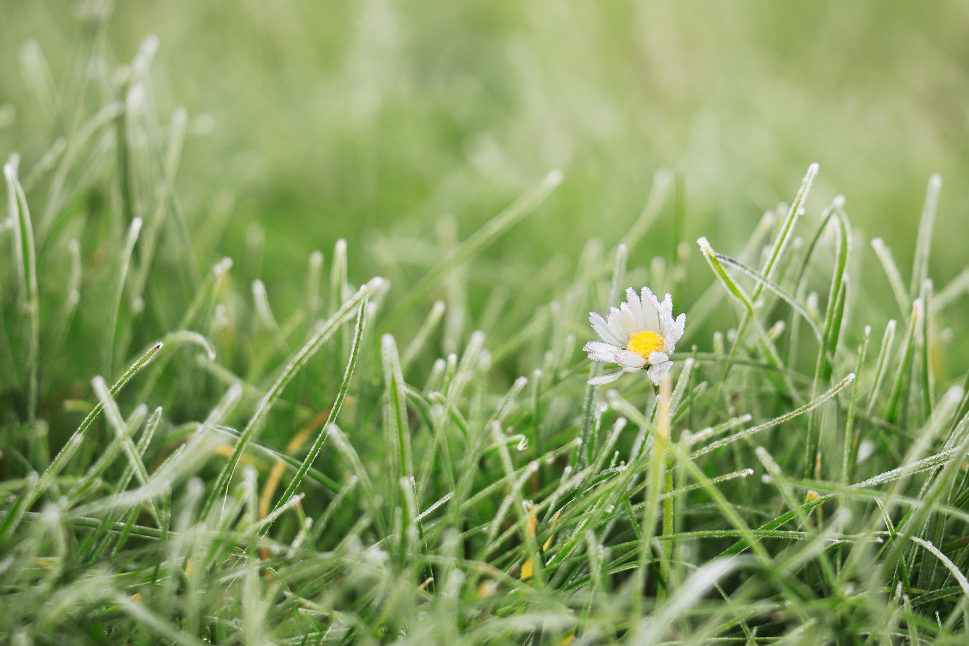 희귀 멸종위기 식물