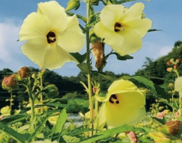 금화규 꽃