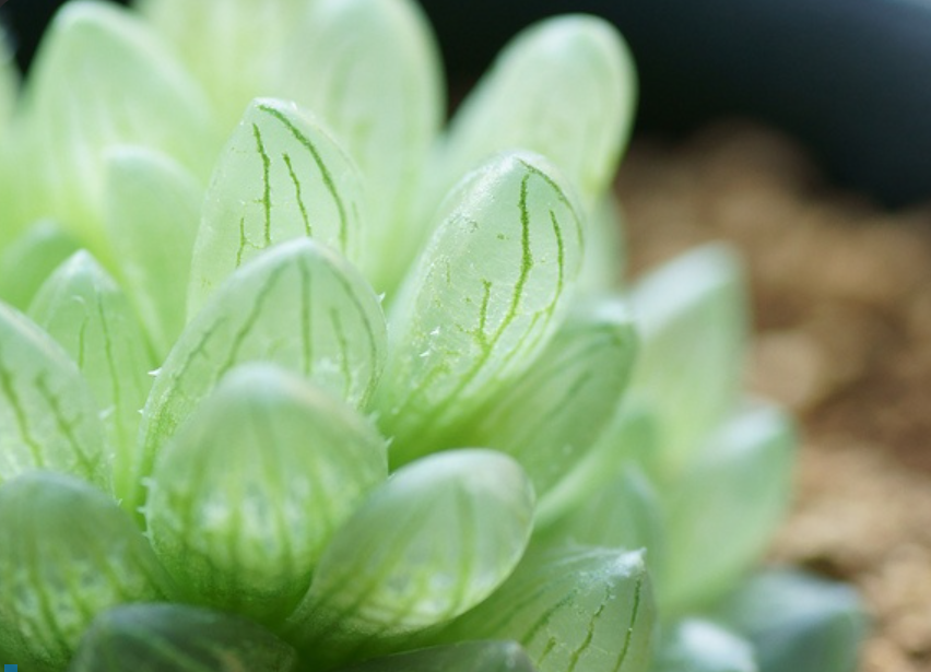 하월시아 쿠페리