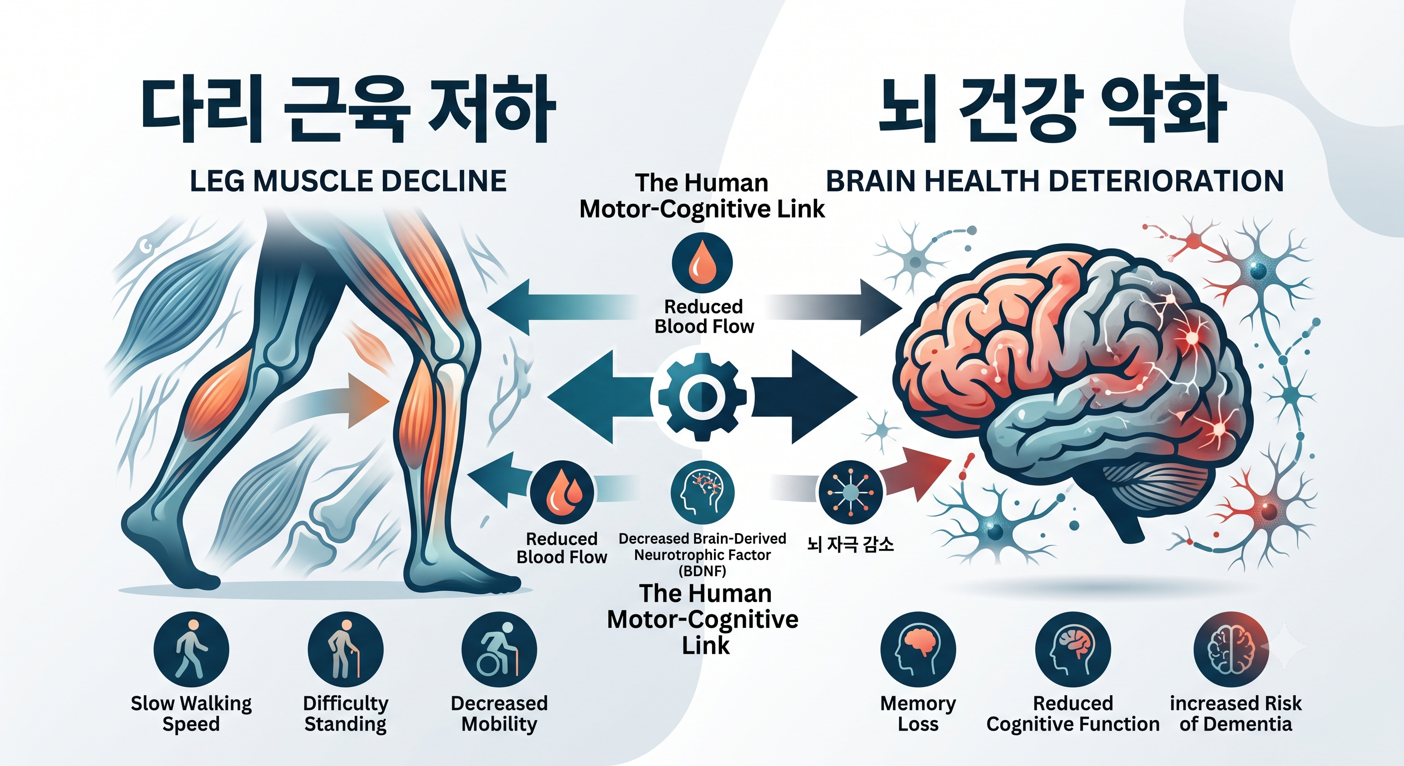 다리 근육 저하와 뇌 건강 악화의 연관성을 보여주는 그래픽 이미지