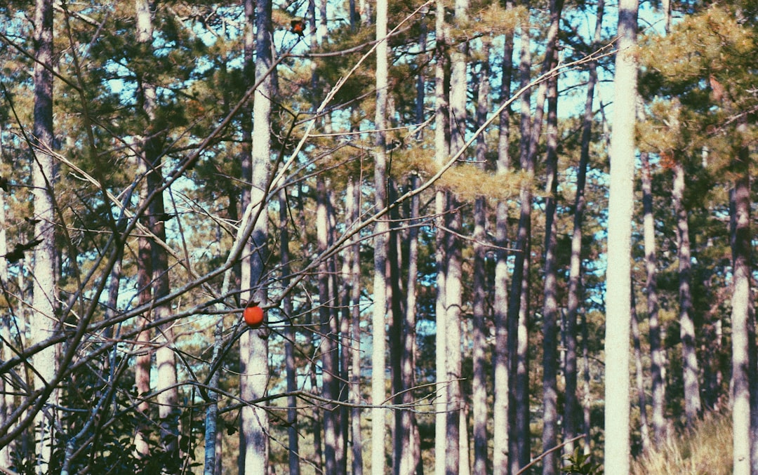 Jump rope