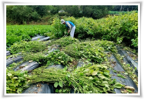 "10월, 들깨 수확해야 해요!" 건강과 맛을 한 번에 얻는 들깨 수확법!