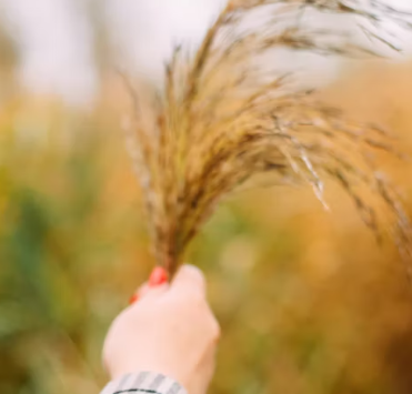 카무트 효소 부작용 분말 다이어트