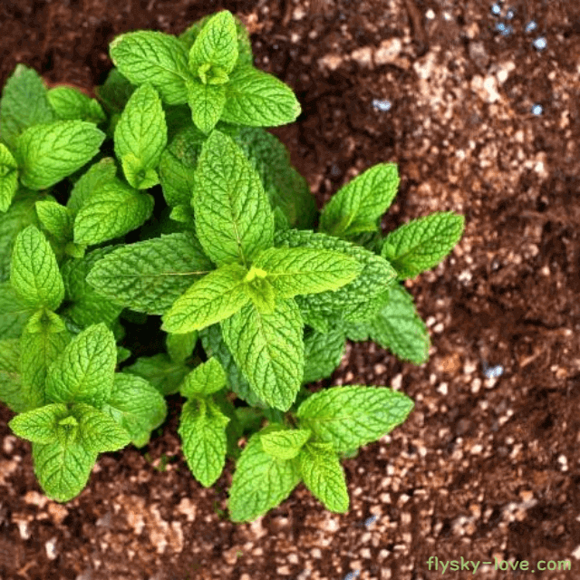 호흡기 질환에 좋은 페퍼민트