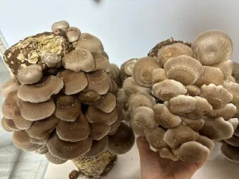 표고버섯 효능_24