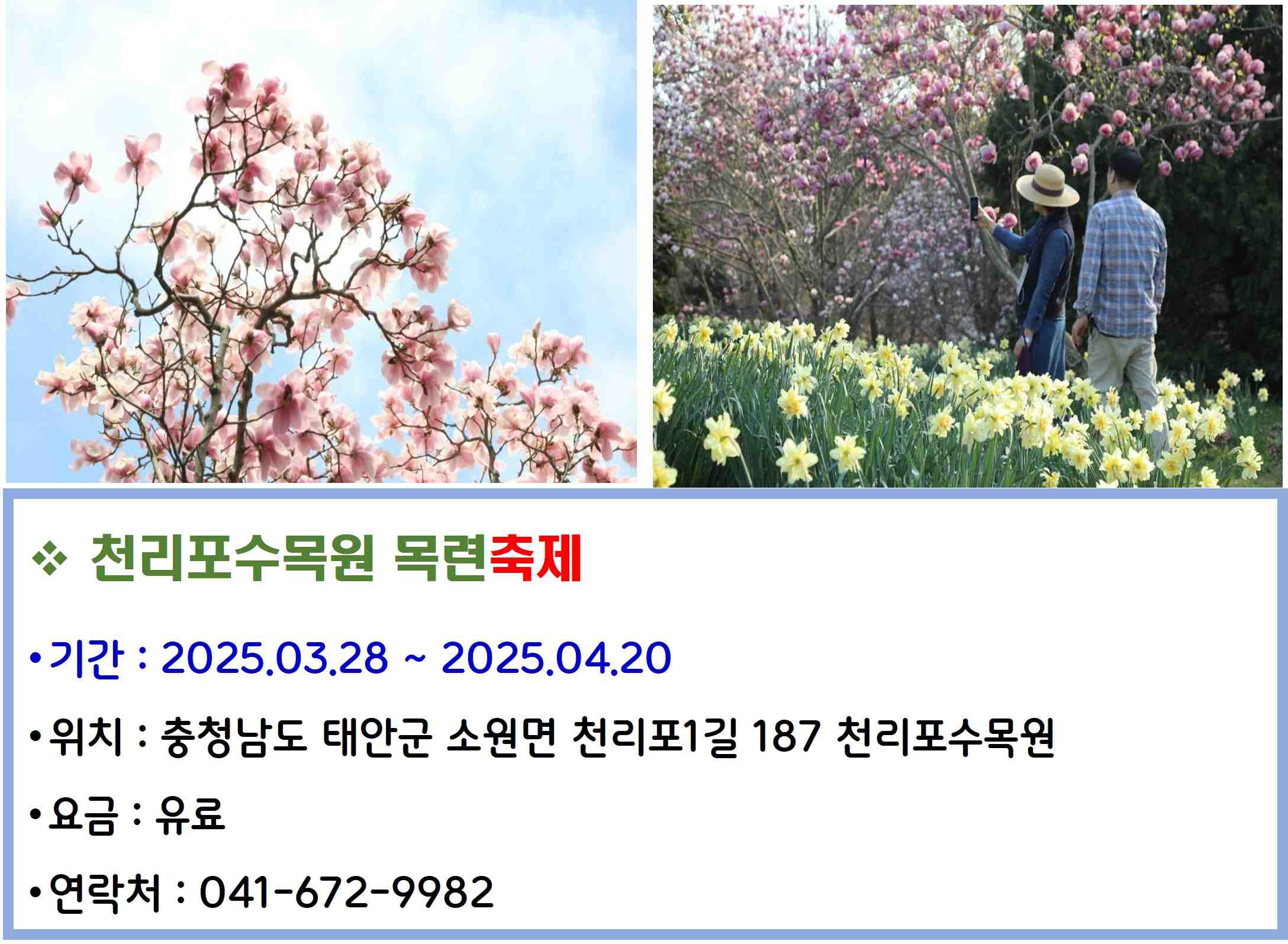 천리포수목원 목련축제