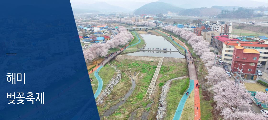 서산 벚꽃