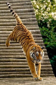 호랑이가-대출금리를-표지를-훌쩍-뛰어넘는-모습