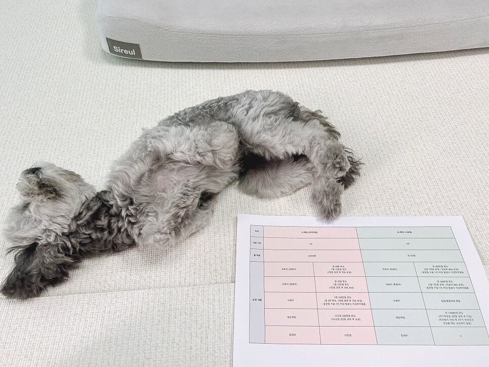 펫보험 비교