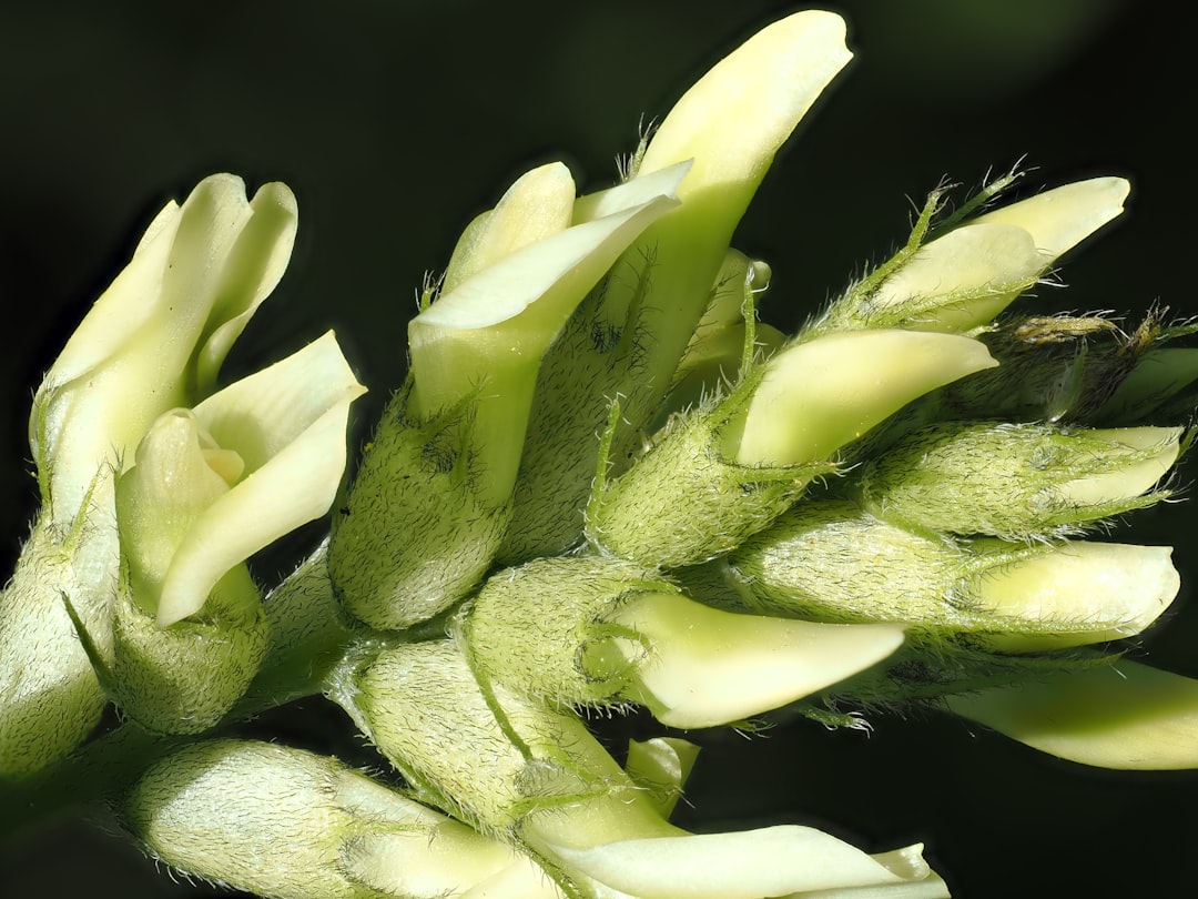 Astragalus
