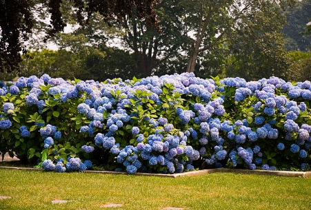 수국 명소 꽃밭에서 찍은 사진
