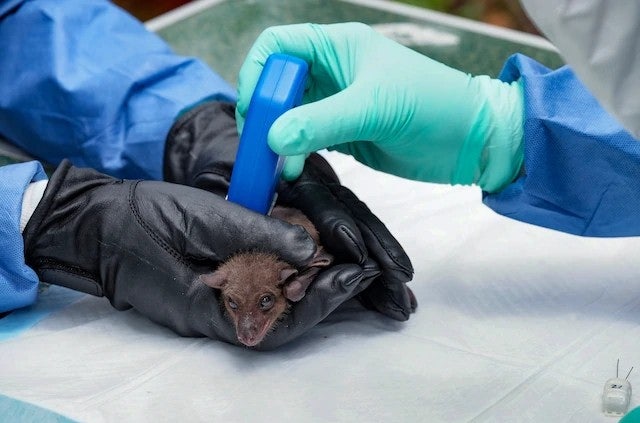 니파바이러스 베트남