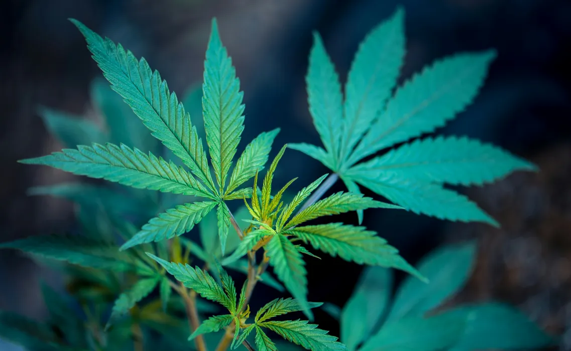 대마-사진