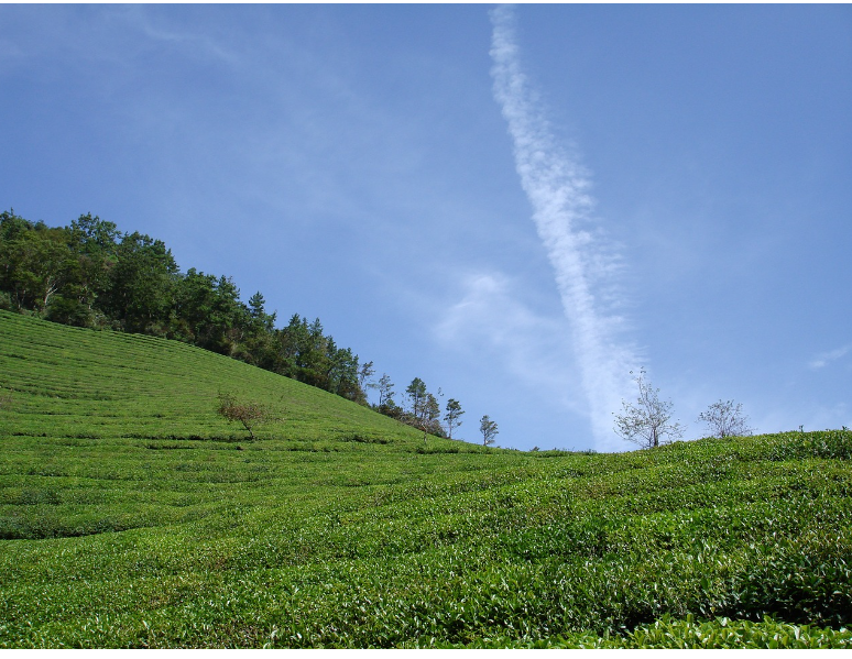 보성 다청년 페스티벌 프로그램 안내