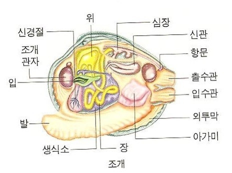 조개구조