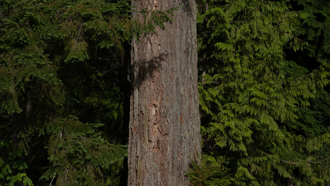 call log