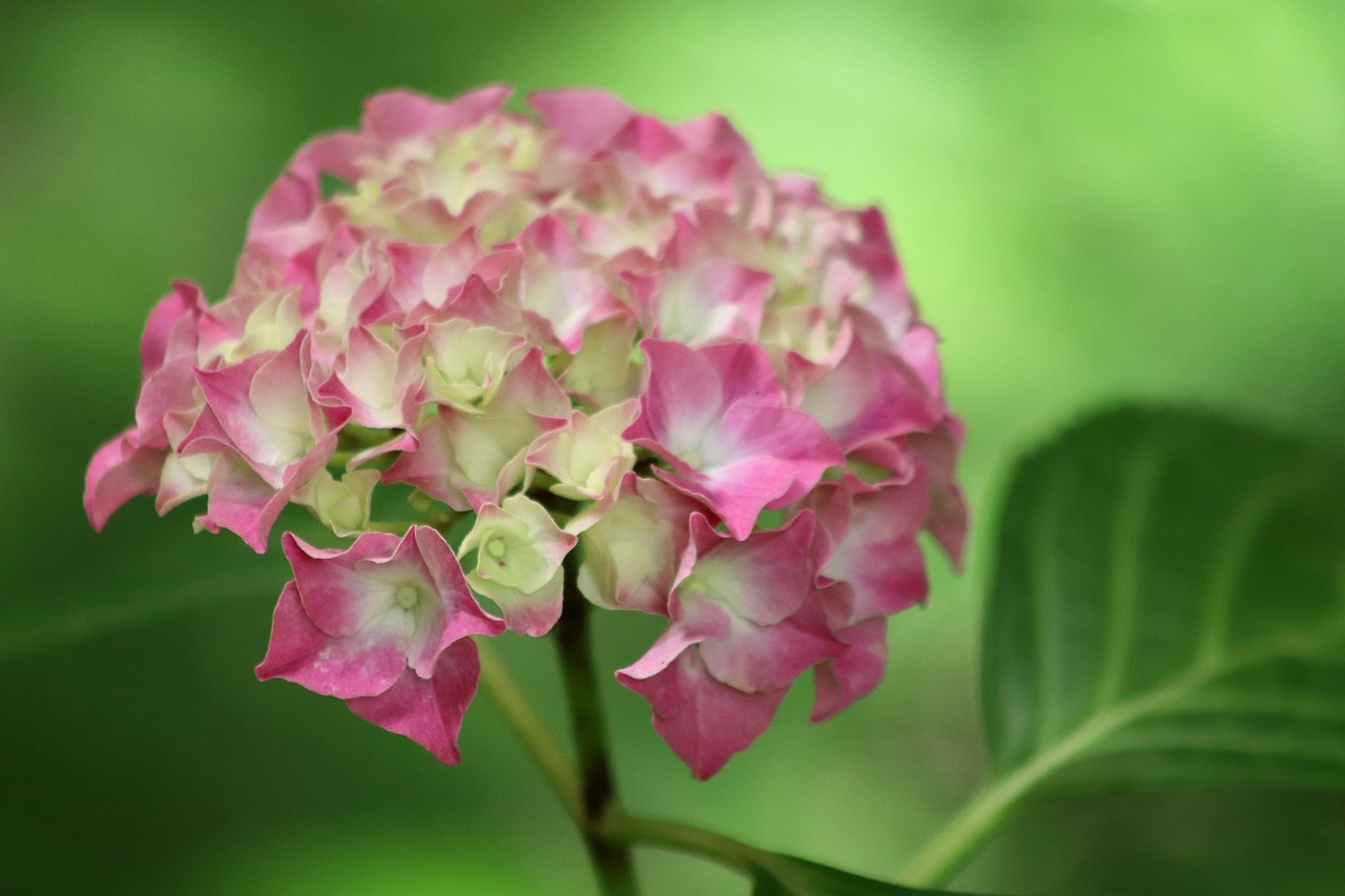 고흥 쑥섬 수국 축제