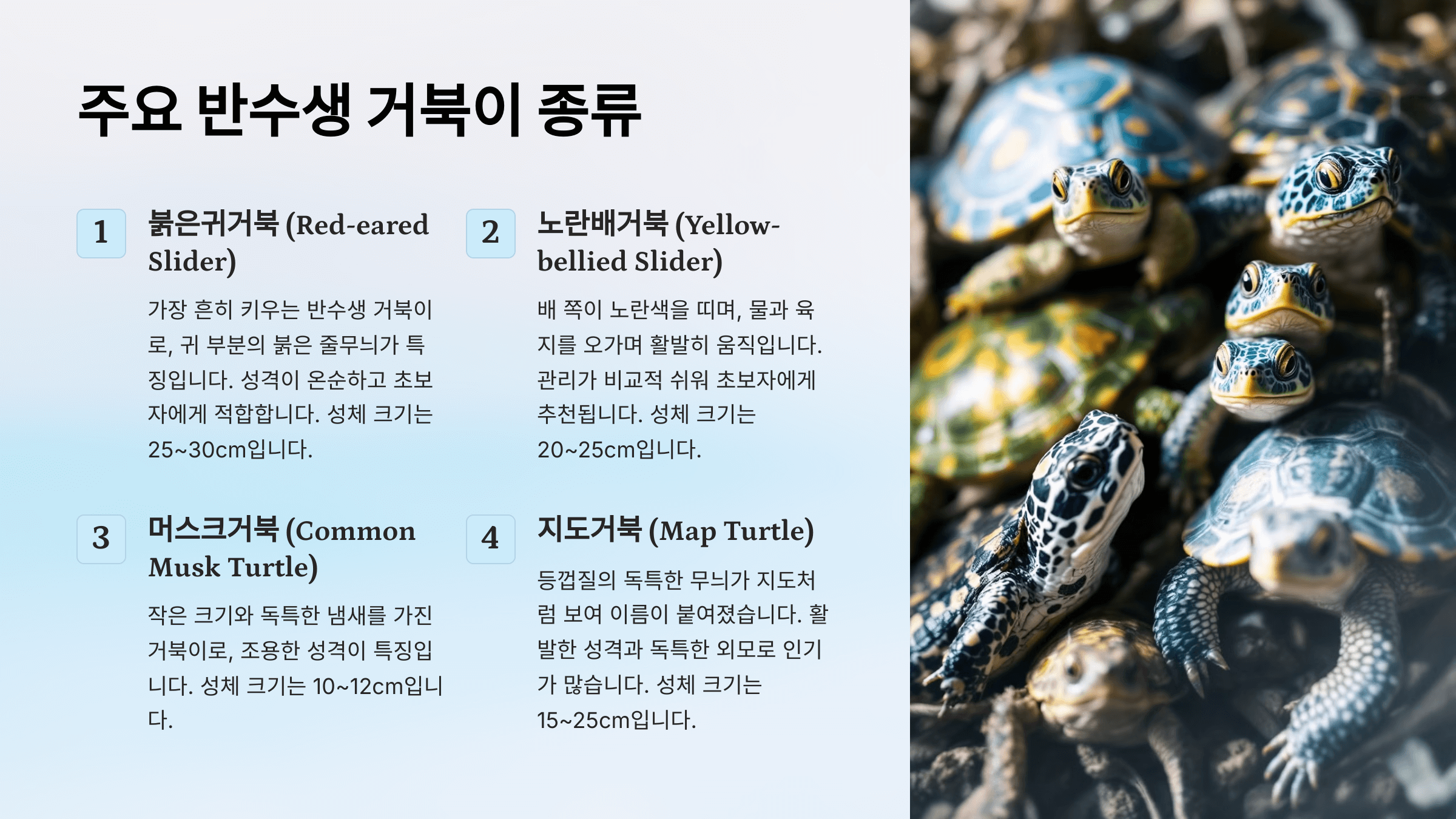 반수생 거북이 사진입니다.