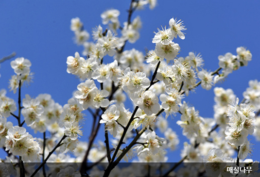 대전 한밭수목원 꽃구경