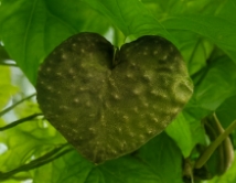 하늘마 먹는 방법