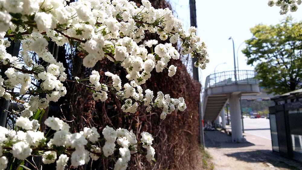 서울둘레길 4코스 대모산·우면산 장미조팝