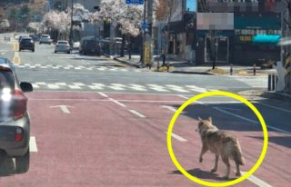 대전 오월드 늑대 늑구 탈출 원인 암컷 드론 생포