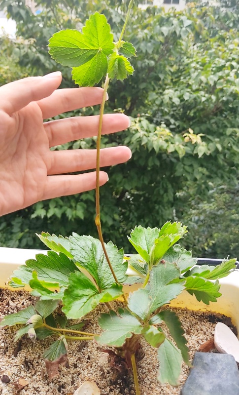 길게 나온 런너