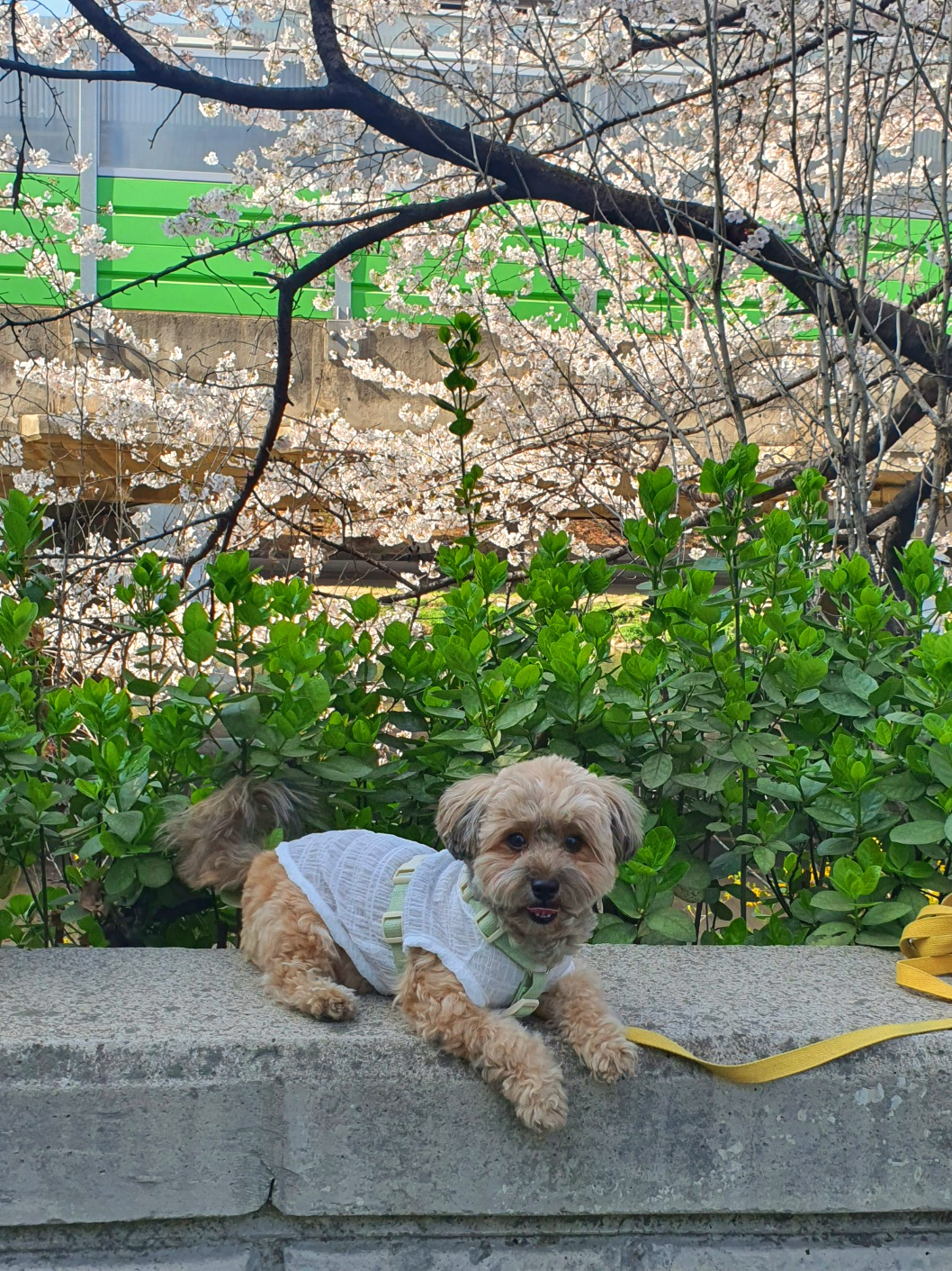 강아지와 벚꽃3