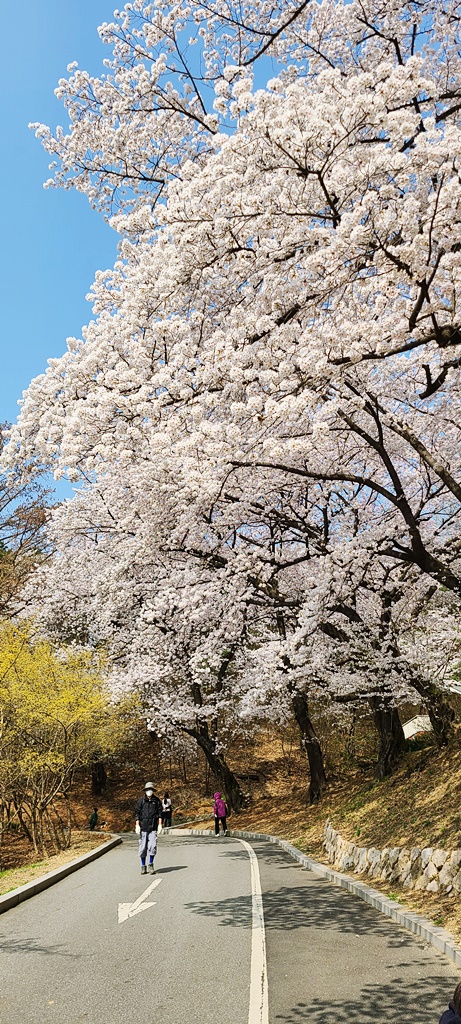 국립현충원-벚꽃명소