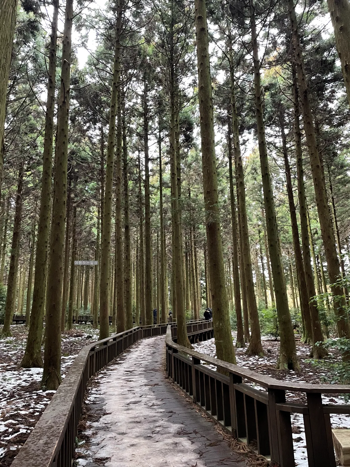 비오는날-제주-겨울에-가볼만한곳-사려니숲-무장애나눔길-위치-산책로-소요시간 