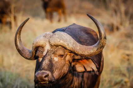 부팔로 런(Buffalo Roundup) – 미국 사우스다코타의 야생 들소 몰이 축제