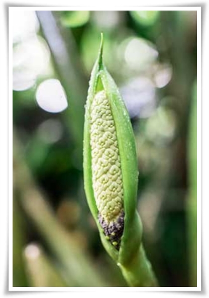 "금전수 키우기" 행운과 부를 불러오는 매력적인 식물!