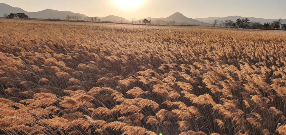 전라남도 순천만 국가정원의 갈대밭 전경 — 석양 아래 황금빛으로 물든 갈대들이 바람에 일렁이며 은빛 물결을 이루는 가을 생태여행 명소 이미지