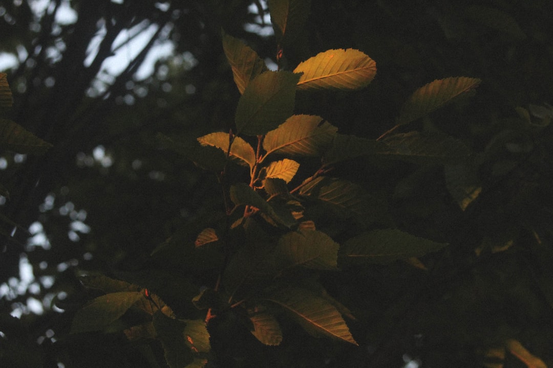 Macular.