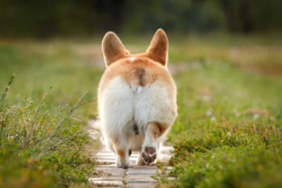 웰시코기 엉덩이 사진