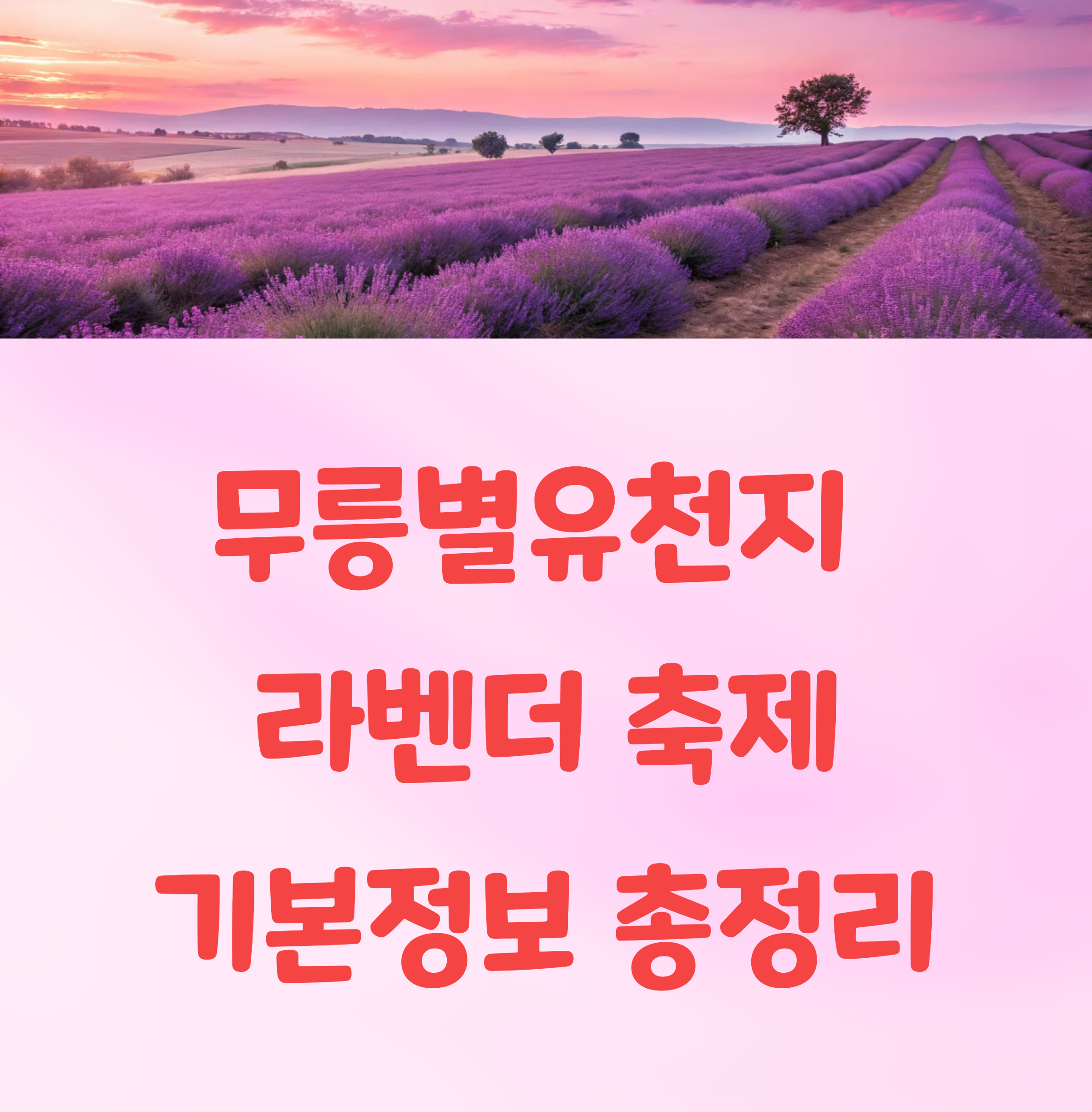 무릉별유천지 라벤더 축제 일정, 주차, 기본정보 총정리