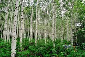 여름에 걷기 좋은 숲길 10