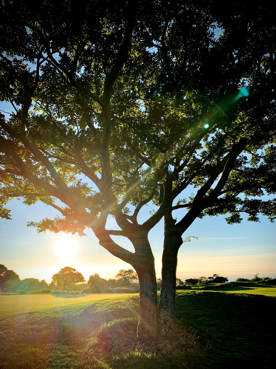 엘리시안 제주 CC 노을