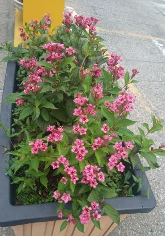 병꽃 무늬병꽃 삼색병꽃 붉은병꽃 아름다운 꽃 종류_20