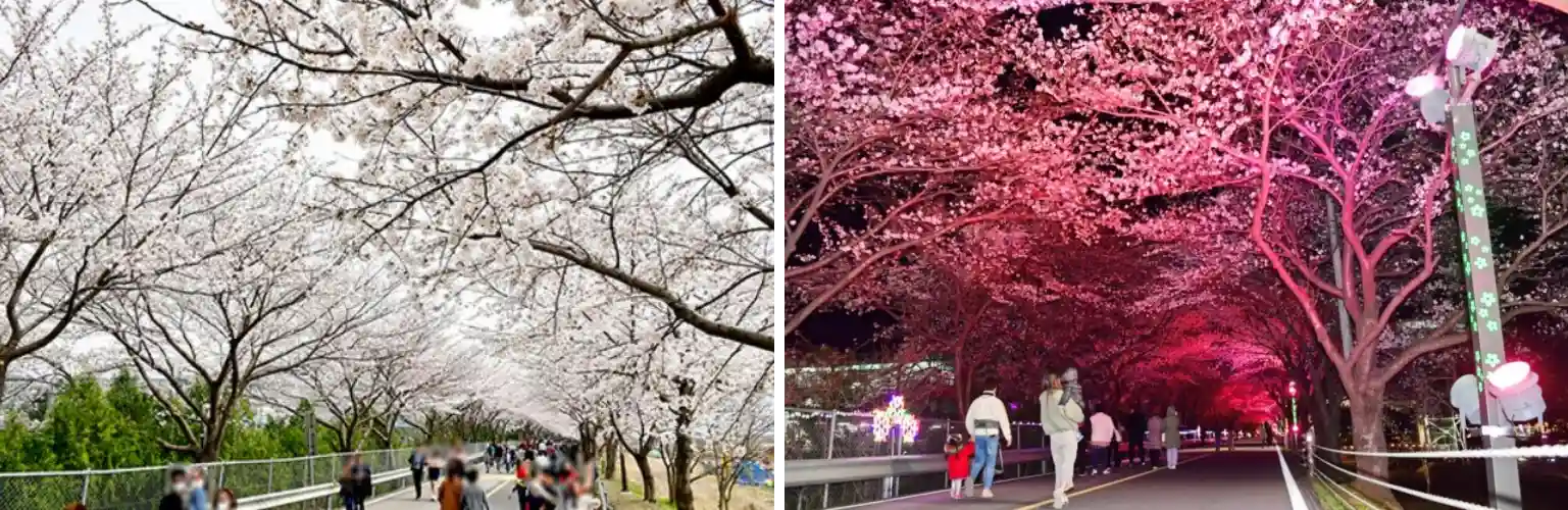 양산 황산공원 벚꽃 사진