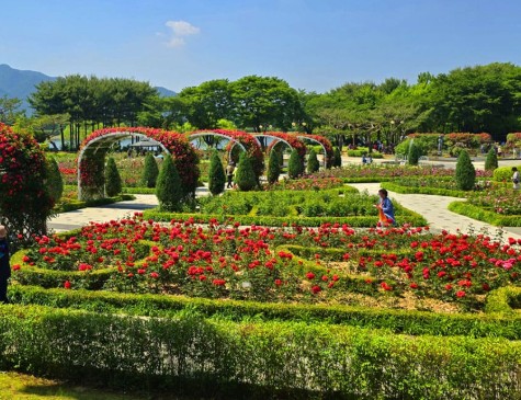 서울대공원 장미정원