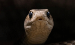 뱀이 빛나는 눈으로 쳐다보는 꿈해몽