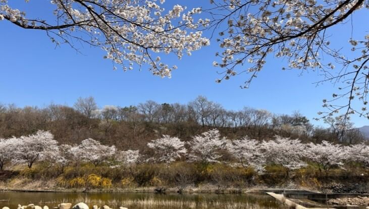 벚꽃축제 / 전라도 벚꽃축제 BEST 5/ 벚꽃명소
