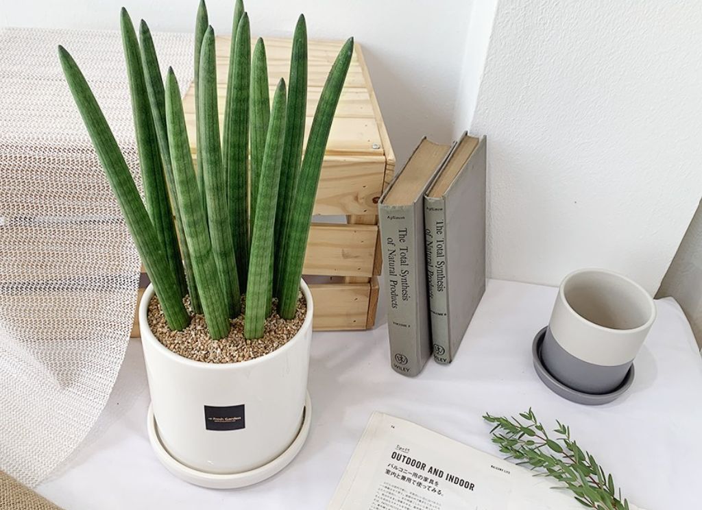 실내 공기 정화 식물 중 스투키