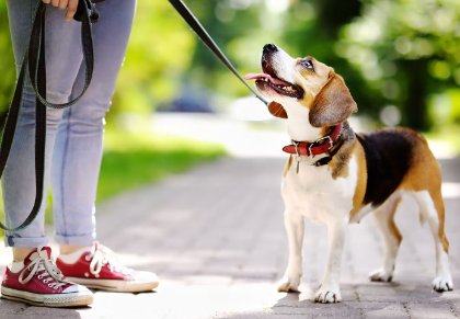 산책중인 강아지
