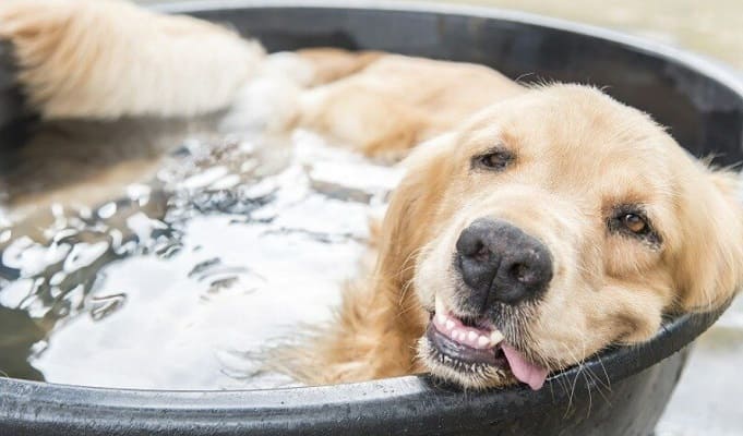 한국 여름 더위는 오히려 시원한 편...영국의 더위 이겨내는 모든 방법들 VIDEO: How to survive the heatwave